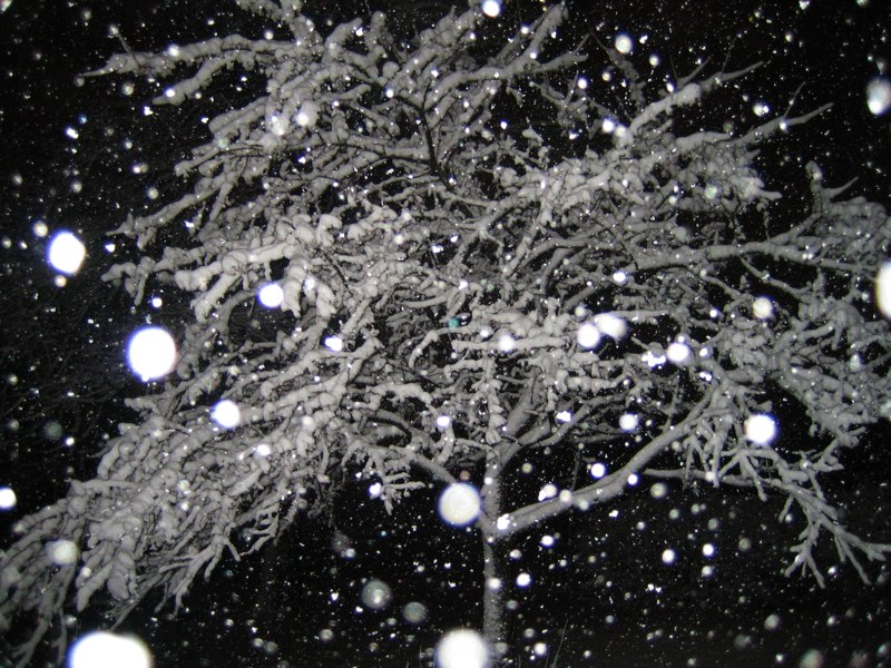 evening snow and tree covered