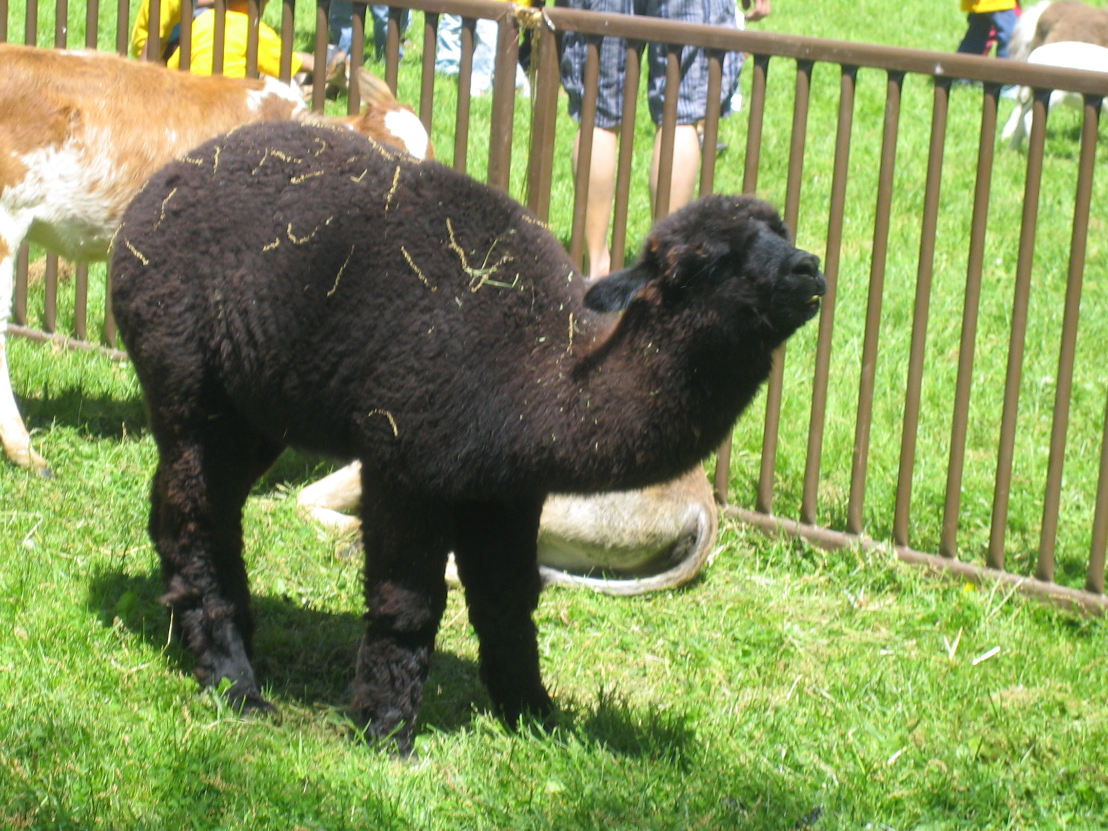 Baby Llama at the Petting Zoo