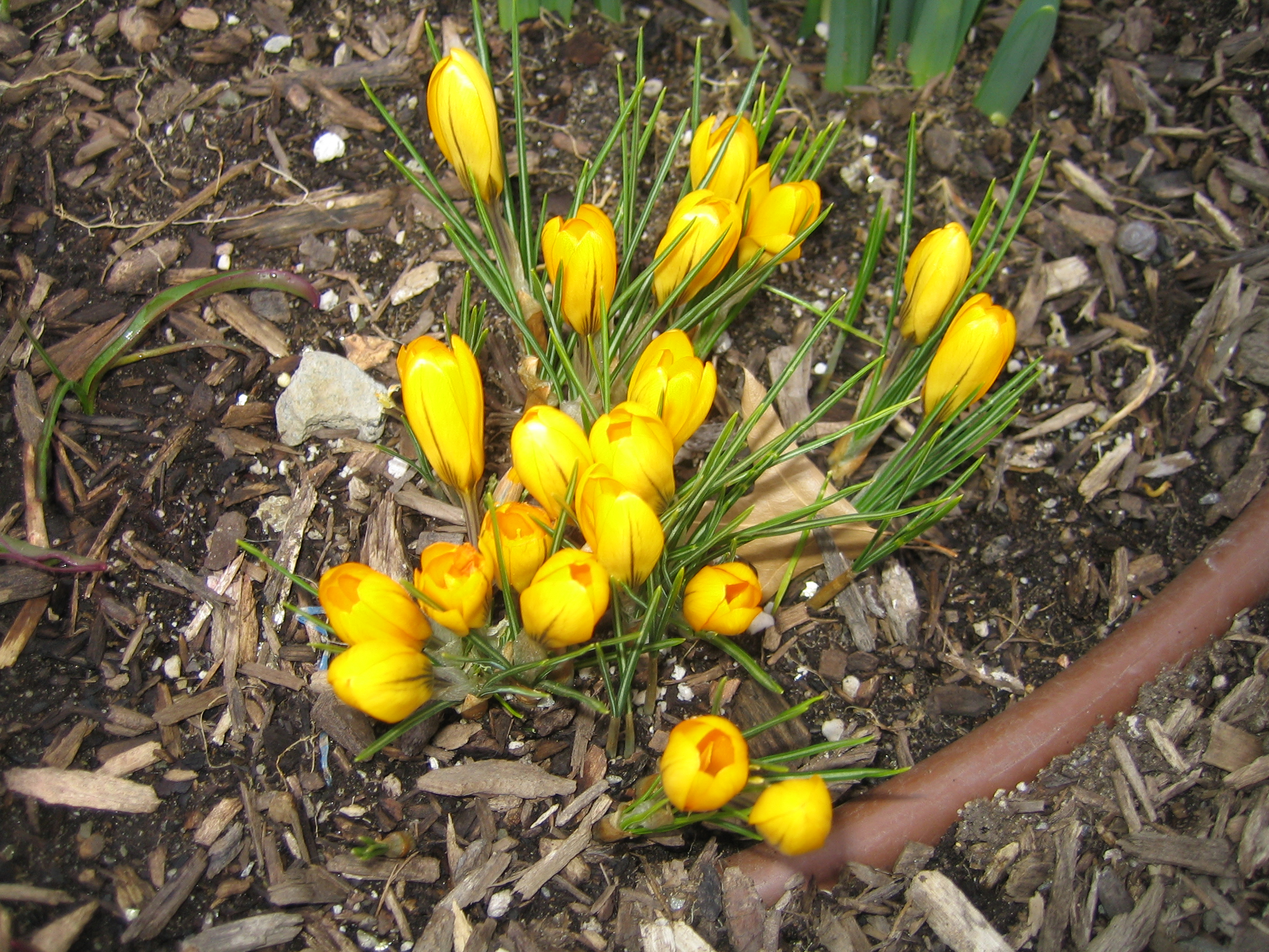 Yellow tulips bloom in Schenely Plaza